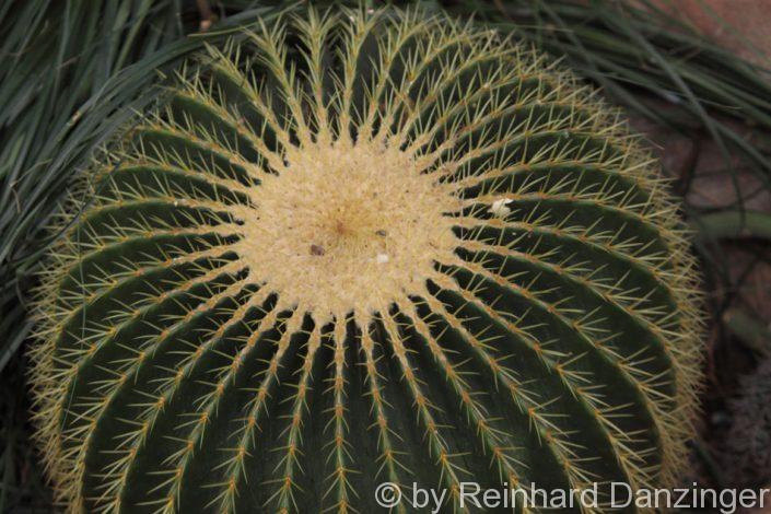 Wüstenhaus-Schönbrunn-2010-03-08-(37)