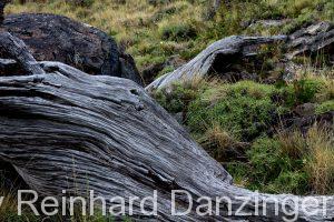 2013-12-02-Nationalpark-Fitz-Roy-(20)