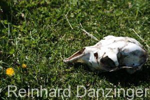 2013-12-04-Wanderungen-im-NP-Paine-(110)