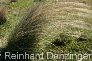 2013-12-04-Wanderungen-im-NP-Paine-(123)