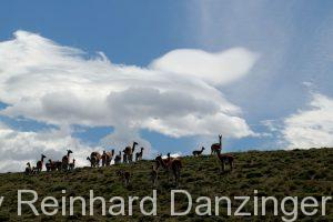 2013-12-04-Wanderungen-im-NP-Paine-(129)