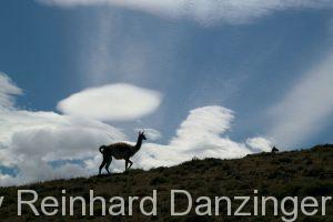 2013-12-04-Wanderungen-im-NP-Paine-(131)