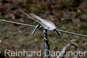 2013-12-04-Wanderungen-im-NP-Paine-(141)