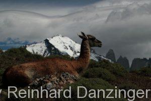 2013-12-04-Wanderungen-im-NP-Paine-(145)