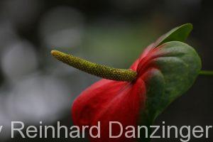 2014-02-01-Blüten-im-Palmenhaus-(10)