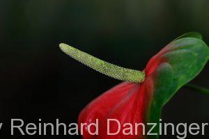 2014-02-03-Blüten-im-Palmenhaus-(22)