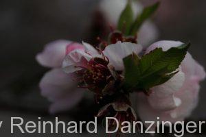 2014-03-27-Marillenblüte-in-Weißenkirchen-(1)