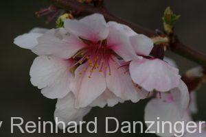 2014-03-27-Marillenblüte-in-Weißenkirchen-(16)