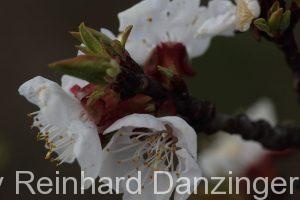 2015-04-11-Marillenblüte-Wachau-(13)
