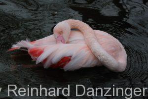 2016-02-09-Flamingos-(46)