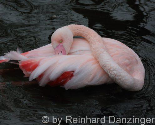 2016-02-09-Flamingos-(46)