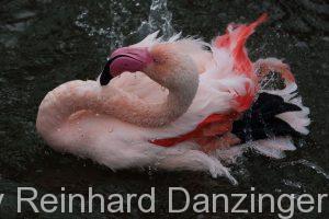 2016-02-09-Flamingos-(61)