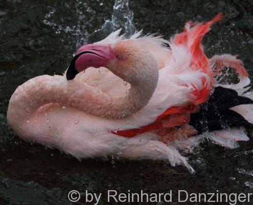 2016-02-09-Flamingos-(61)