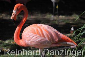 Flamingo-001