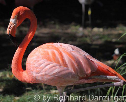 Flamingo-001
