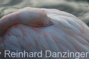 Flamingo-002