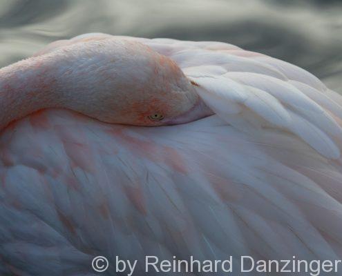 Flamingo-002