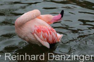 Flamingo-003