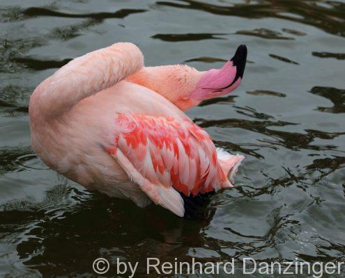 Flamingo-003