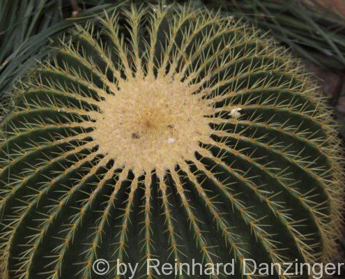 Wüstenhaus-Schönbrunn-2010-03-08-(37)