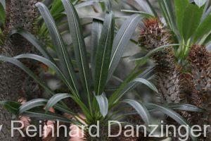 Wüstenhaus-Schönbrunn-2012-12-14-(10)