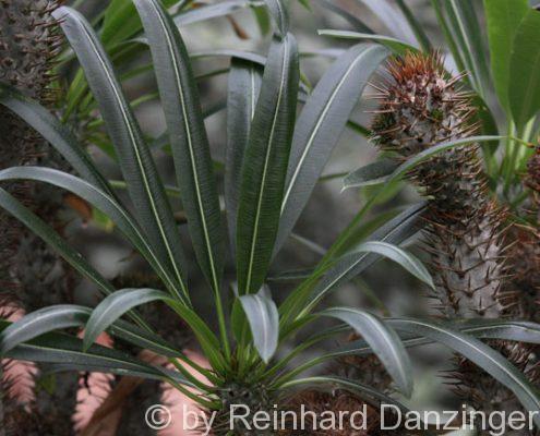 Wüstenhaus-Schönbrunn-2012-12-14-(10)